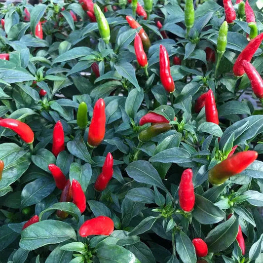 Park Seed Quickfire Hot Pepper Seeds