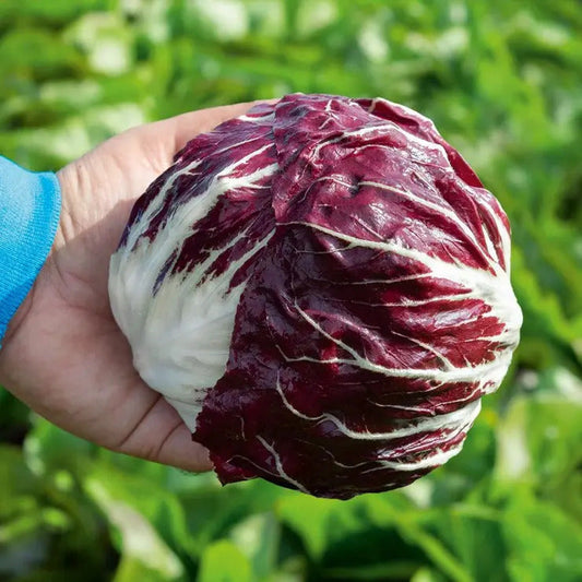 Park Seed Vivaldi F1 Radicchio Seeds