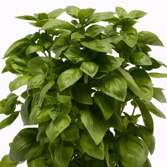 Park Seed Everleaf Genovese Basil Seeds