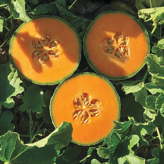 Park Seed Lilliput Hybrid Melon Cantaloupe Seeds