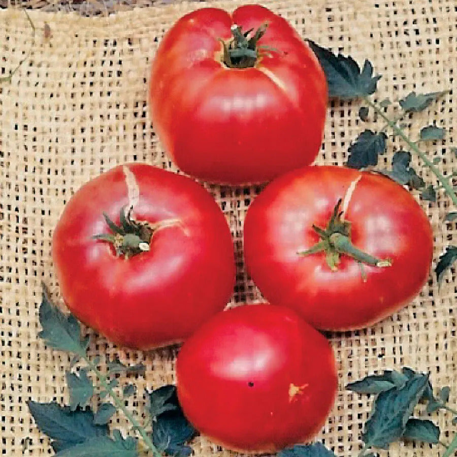 Park Seed German Johnson Tomato Seeds