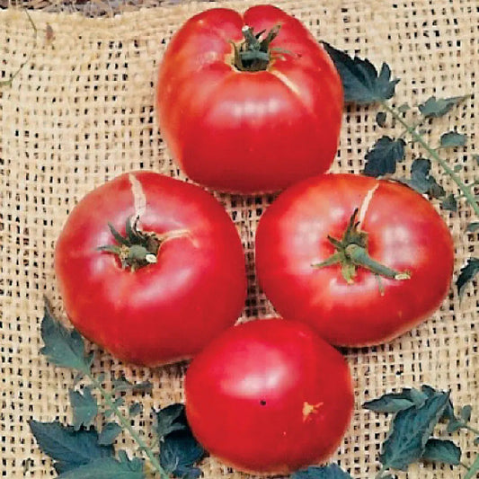 Park Seed German Johnson Tomato Seeds