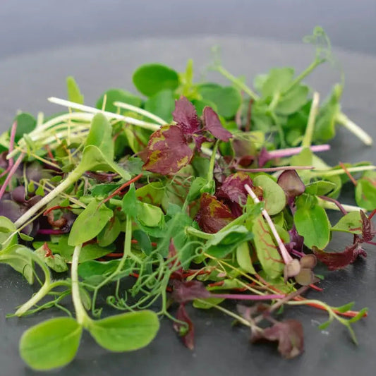 Park Seed Rainbow Mix Microgreens Seeds