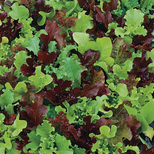 Park Seed Micro Mini Greens Lettuce Seeds