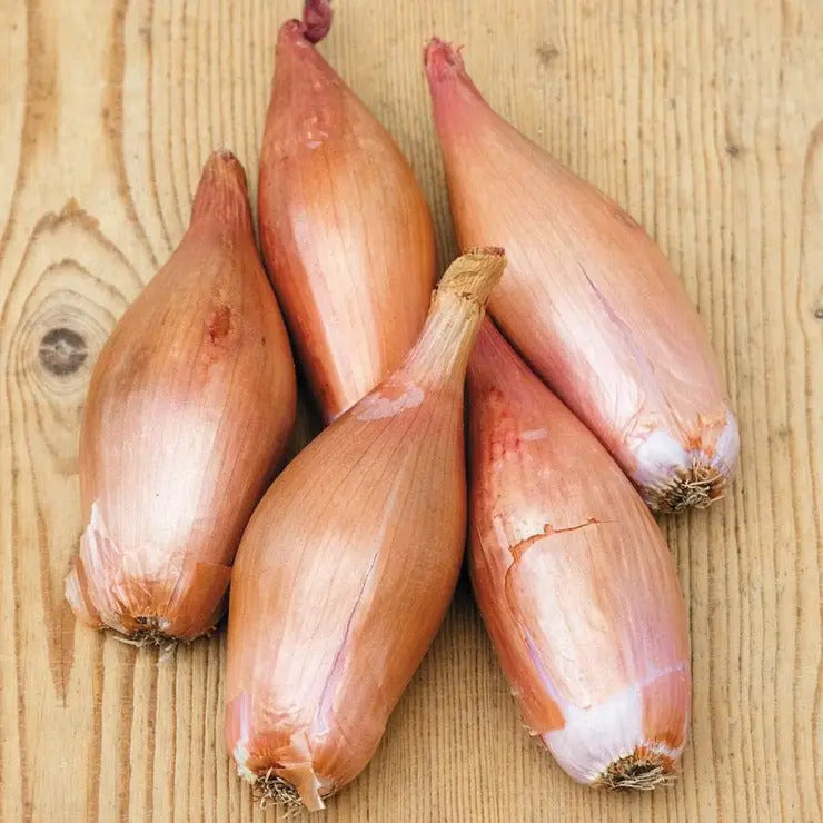 Park Seed Zebrune Shallot Seeds