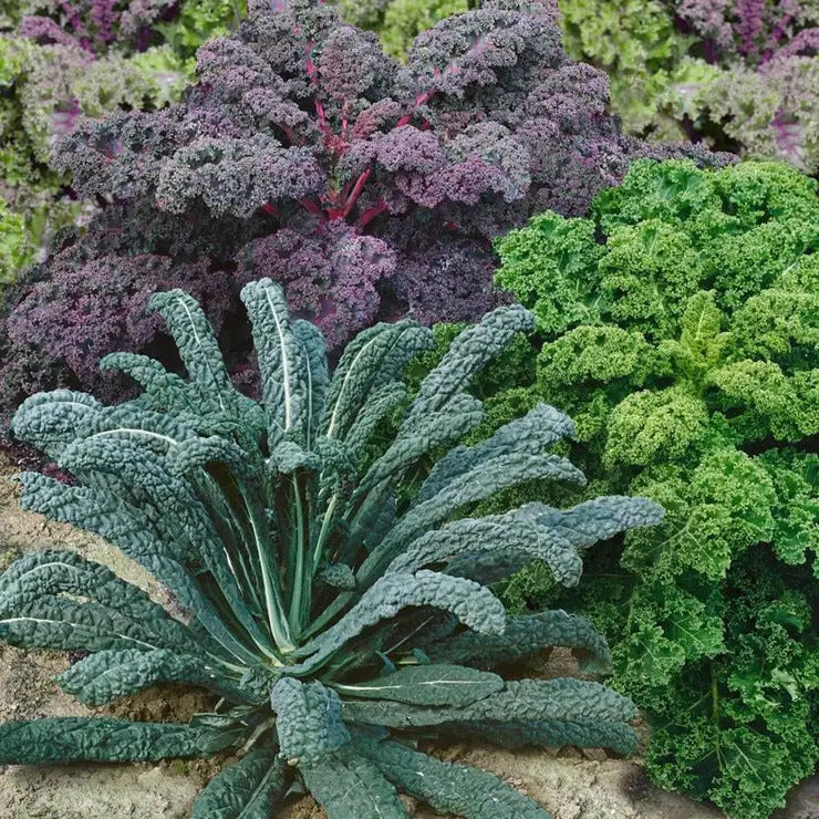 Park Seed Garden Blend Organic Kale Seeds