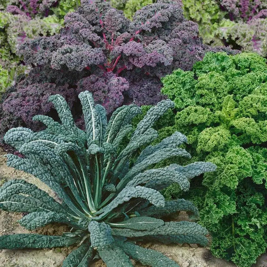 Park Seed Garden Blend Organic Kale Seeds