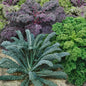 Park Seed Garden Blend Organic Kale Seeds