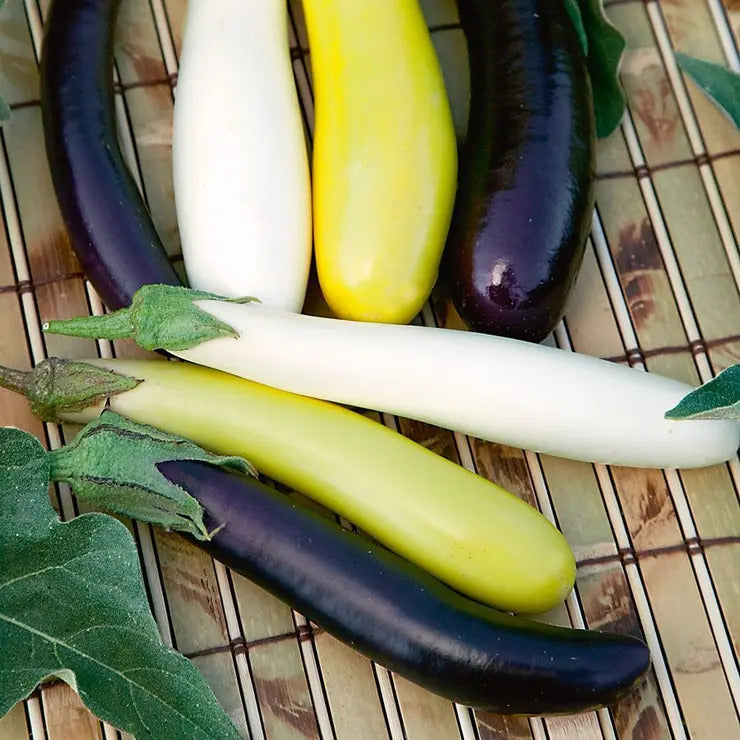 Park Seed Fingerling Blend Eggplant Seeds