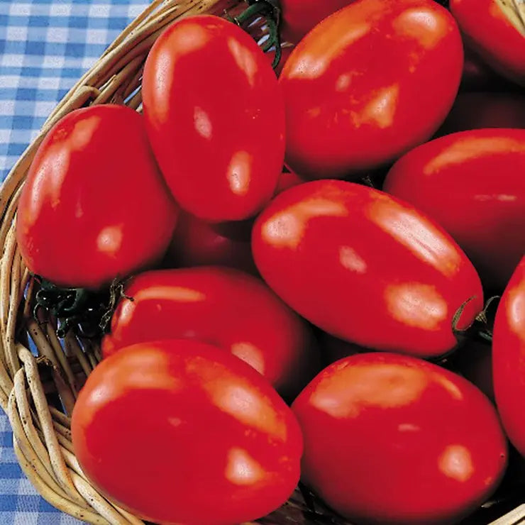 Park Seed San Marzano Organic Tomato Seeds