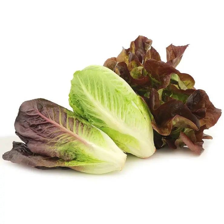 Park Seed Park Seed Organic Tricolor Romaine Blend Seeds