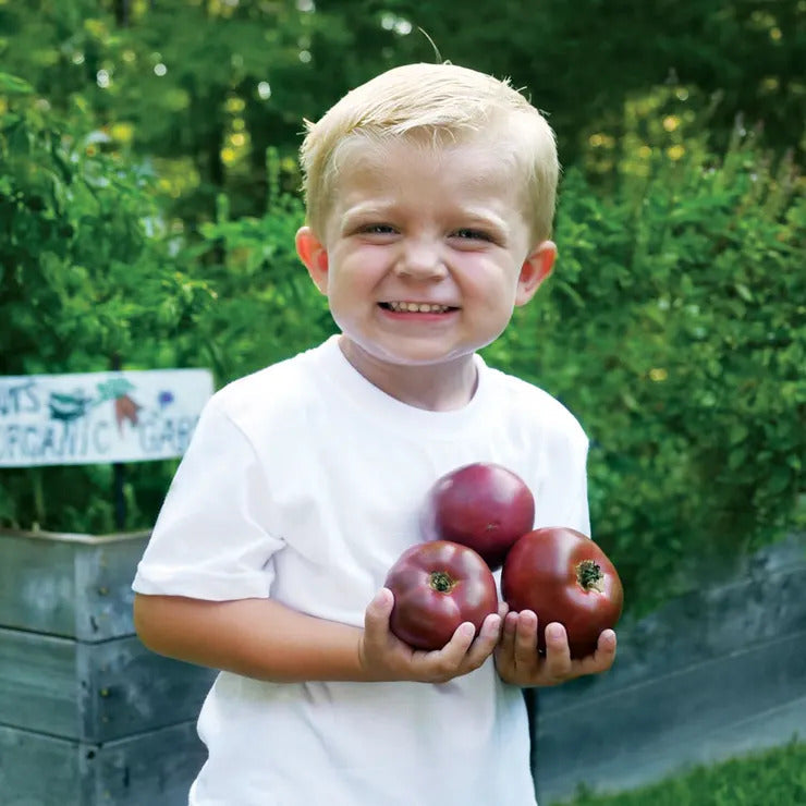 Park Seed Purple Boy Purple Tomato Seeds - Hybrid