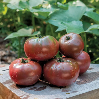 Park Seed Purple Boy Purple Tomato Seeds - Hybrid