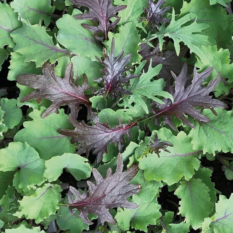 Park Seed Baby Leaf Mix Kale Seeds