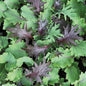 Park Seed Baby Leaf Mix Kale Seeds