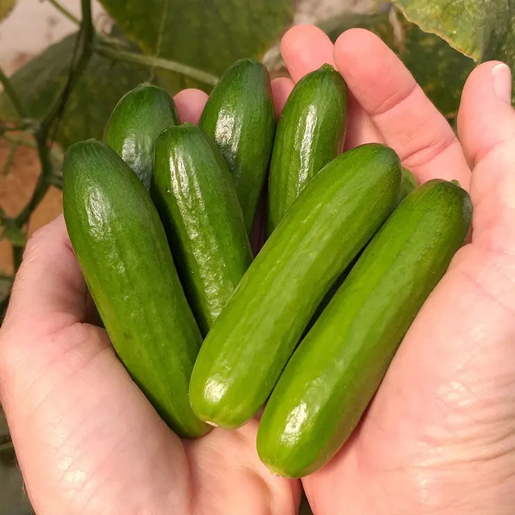 Park Seed Mini-Me F1 Organic Cucumber Seeds