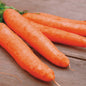 Park Seed Little Finger Organic Carrot Seeds