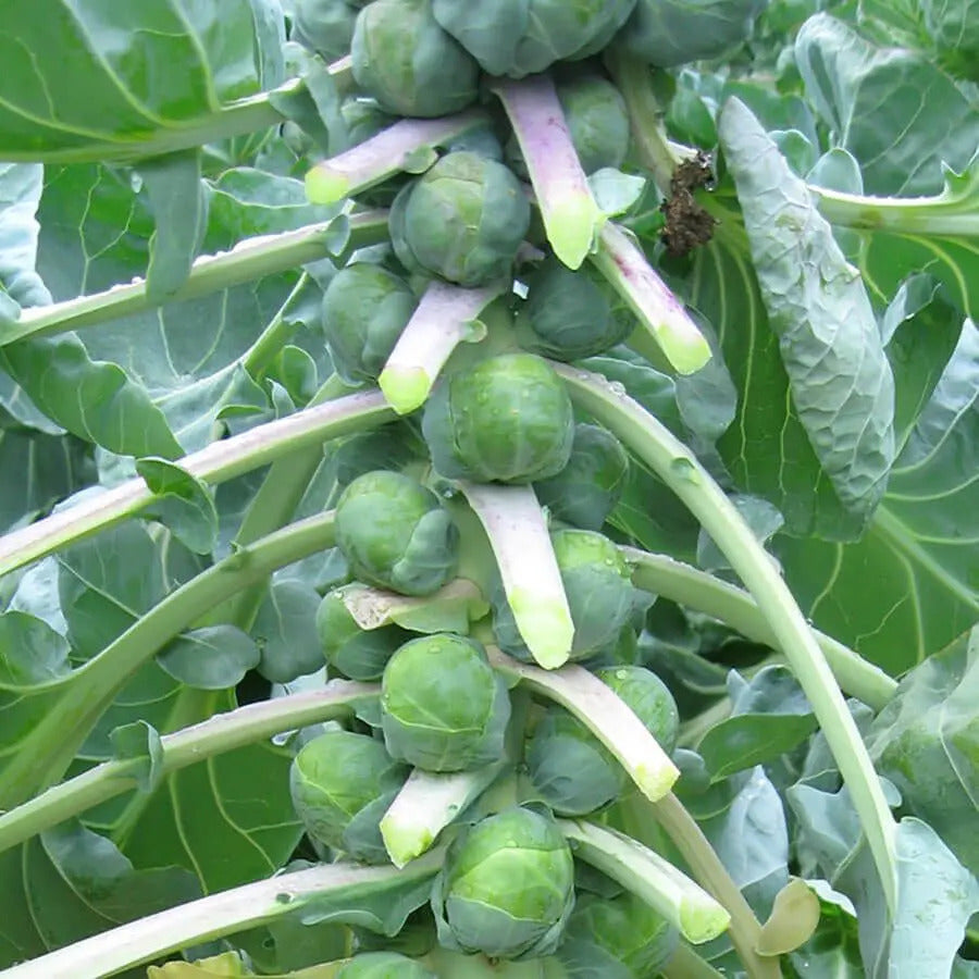 Park Seed Dagan Organic Brussels Sprouts Seeds