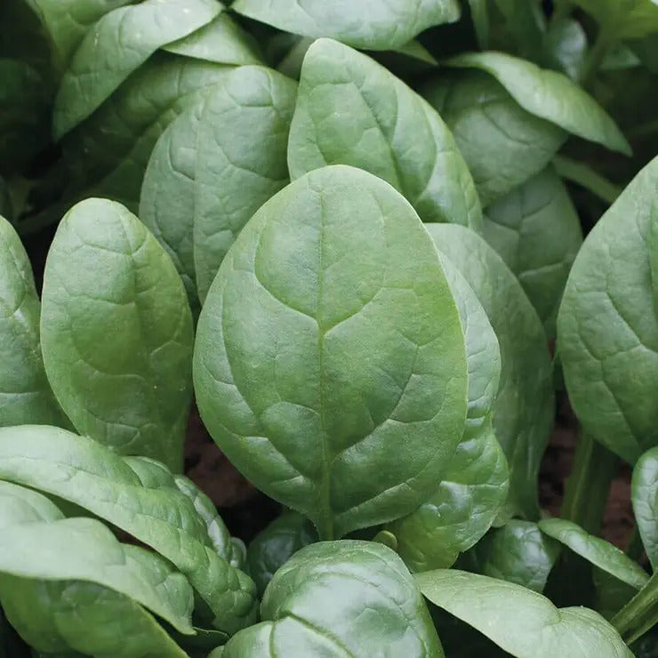 Park Seed Tundra Hybrid Organic Spinach Seeds