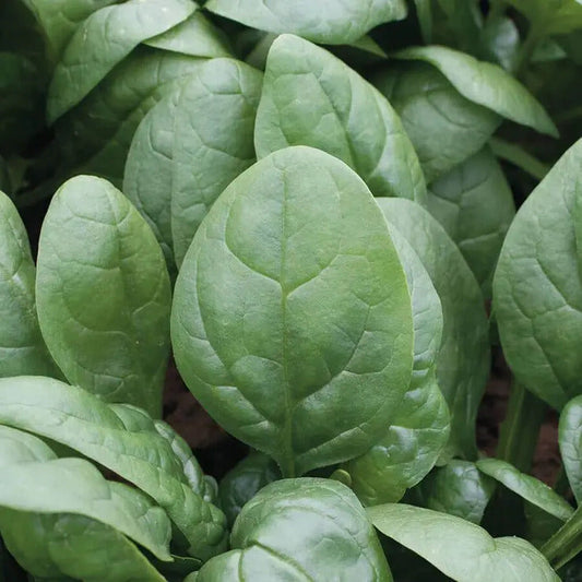 Park Seed Tundra Hybrid Organic Spinach Seeds