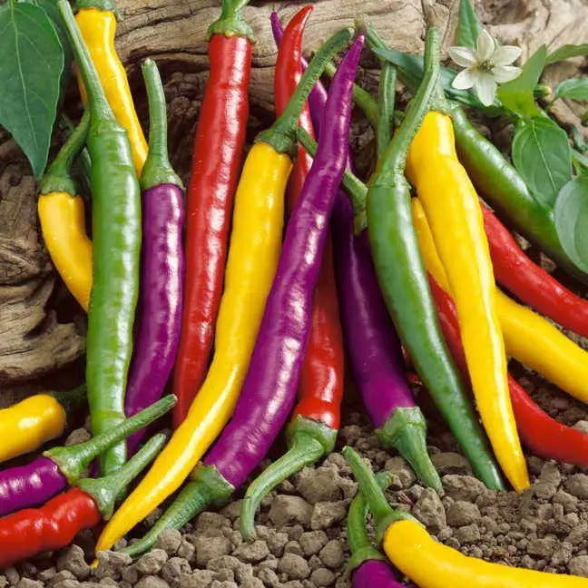 Park Seed Cayenne Blend Organic Pepper Seeds