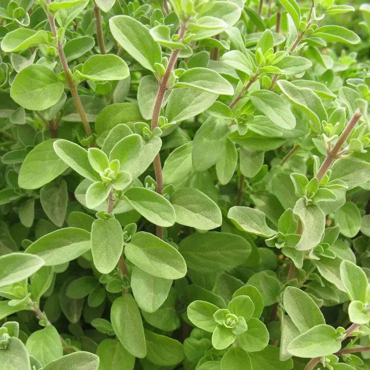 Park Seed Sweet Marjoram Organic Seeds