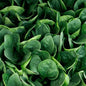 Park Seed Darkside Hybrid Spinach Seeds