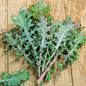 Park Seed Red Russian Heirloom Kale Seeds