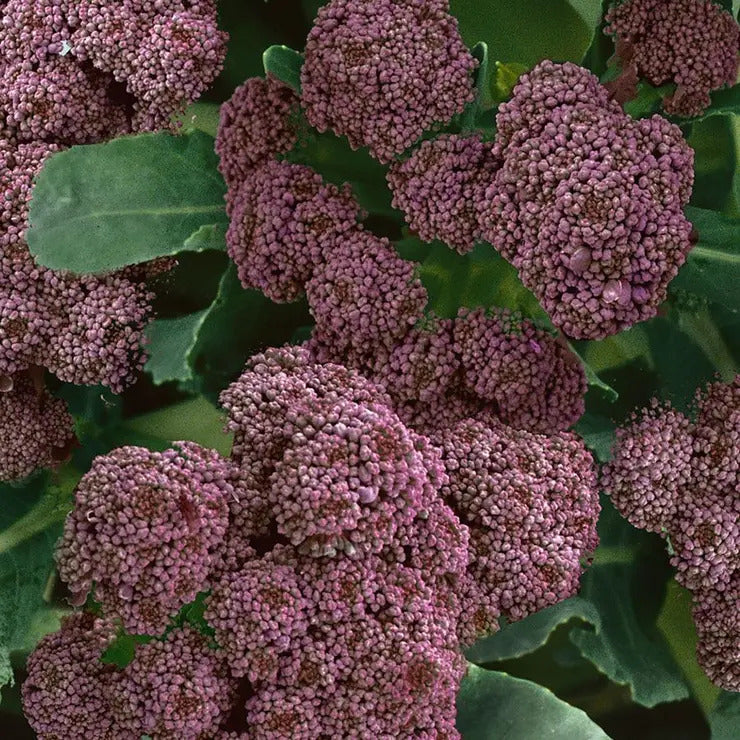 Park Seed Purple Sprouting Broccoli Seeds