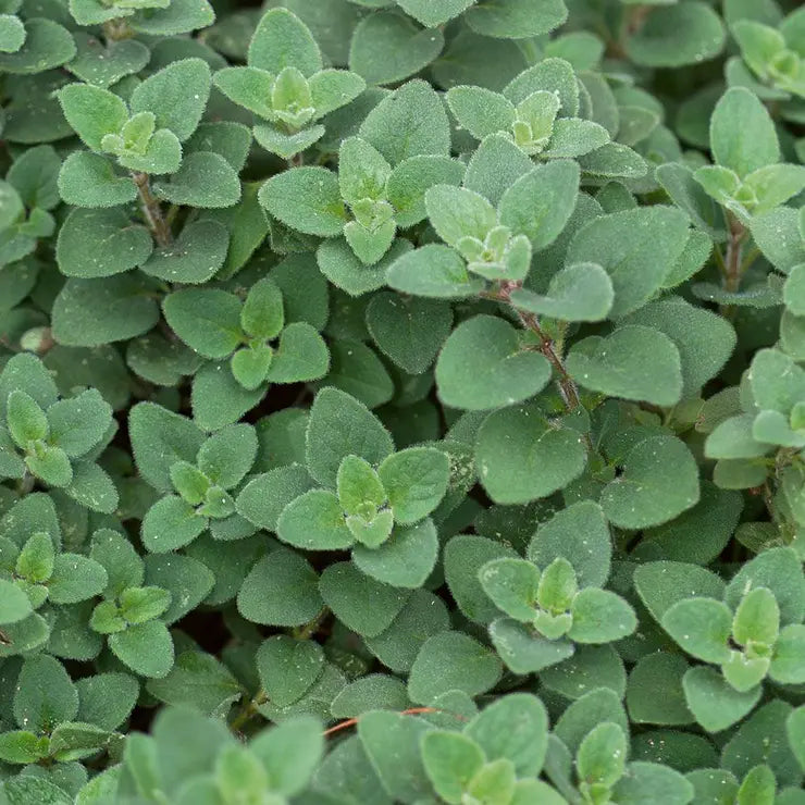 Park Seed Cleopatra Organic Oregano Seeds