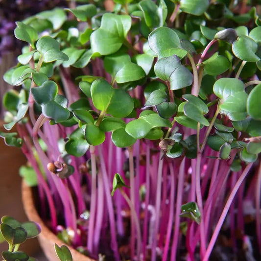 Park Seed 'Sangria' Radish Leaf Microgreens Seeds