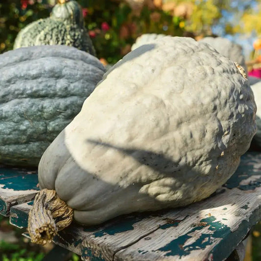 Park Seed Hubbard Blue Organic Winter Squash Seeds