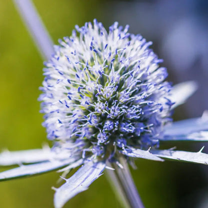 Park Seed Blue Hobbit Sea Holly Seeds