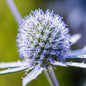 Park Seed Blue Hobbit Sea Holly Seeds