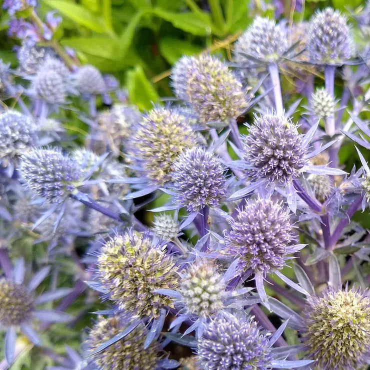 Park Seed Blue Hobbit Sea Holly Seeds