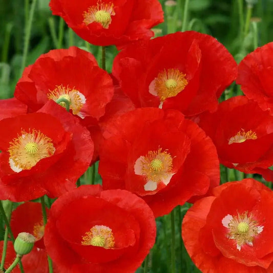 Park Seed 'American Legion' Heirloom Poppy Seeds