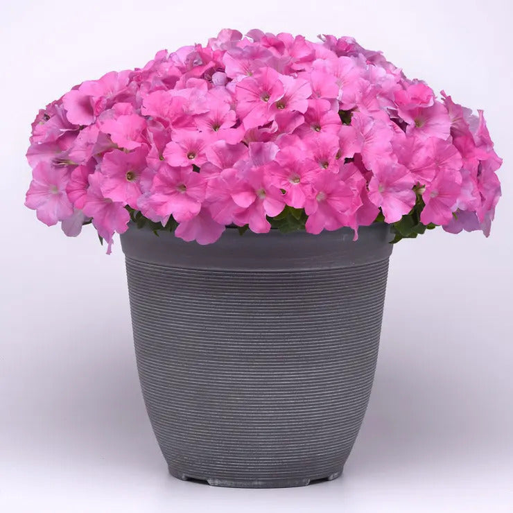 Park Seed E3 Easy Wave Pink Cosmo Petunia Seeds