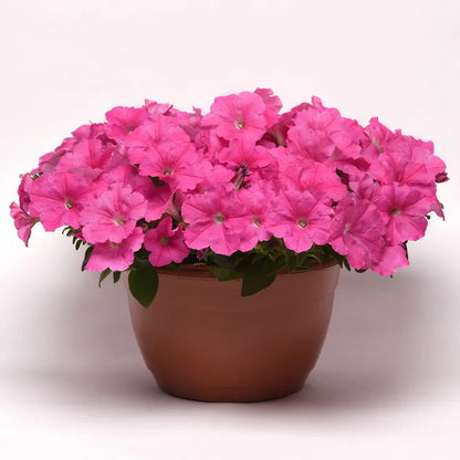 Park Seed E3 Easy Wave Pink Cosmo Petunia Seeds