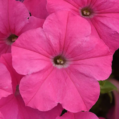 Park Seed E3 Easy Wave Pink Cosmo Petunia Seeds