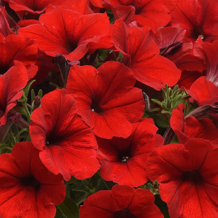 Park Seed E3 Easy Wave Red Petunia Seeds