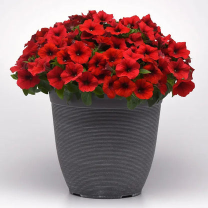 Park Seed E3 Easy Wave Red Petunia Seeds