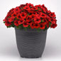 Park Seed E3 Easy Wave Red Petunia Seeds