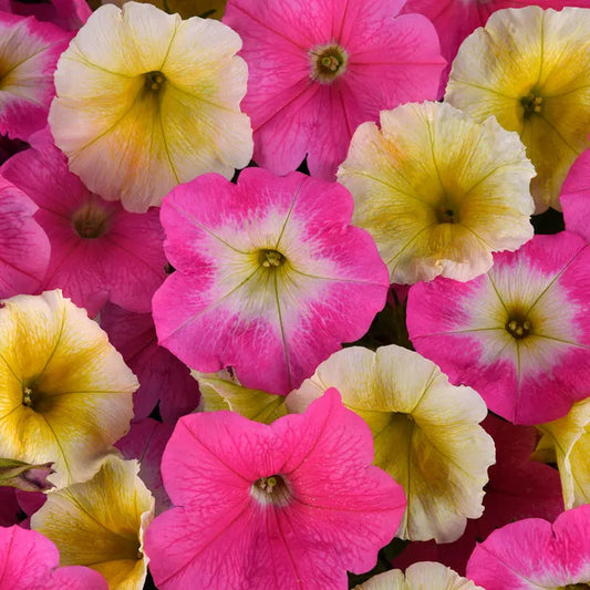 Park Seed E3 Easy Wave Sweet Taffy Mix Petunia Seeds