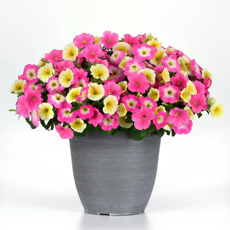 Park Seed E3 Easy Wave Sweet Taffy Mix Petunia Seeds