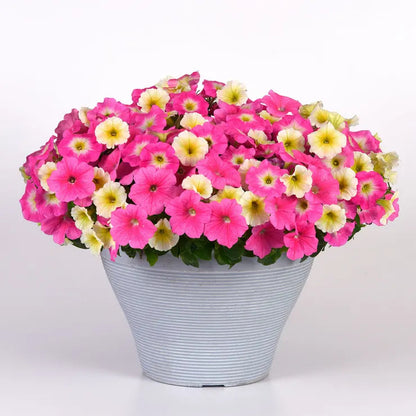 Park Seed E3 Easy Wave Sweet Taffy Mix Petunia Seeds