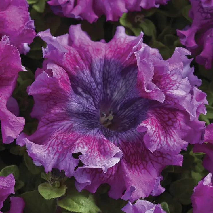 Park Seed Superbissima Dark Purple Petunia Seeds