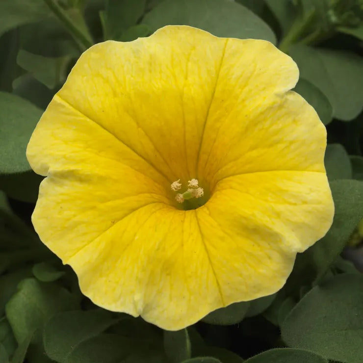 Park Seed Caliburst Yellow Petchoa Seeds