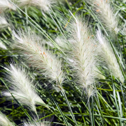 Park Seed Fluffy Feathertop Grass Seeds