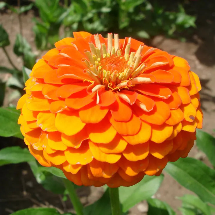 Park Seed Queeny Pure Orange Zinnia Seeds