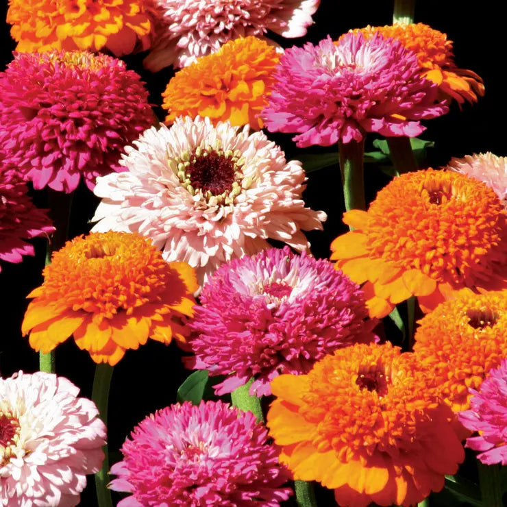 Park Seed Zinderella Punch Zinnia Seeds